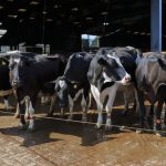 Why Gloucs dairy farmer is adopting longer-grass grazing