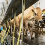 A Day in the Life of a Wisconsin Dairy Farm