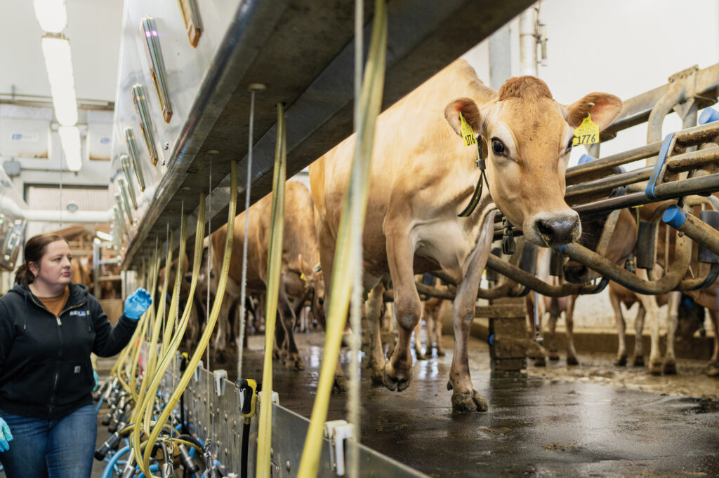 A Day in the Life of a Wisconsin Dairy Farm