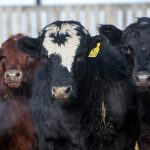 American, Australian cattle producers commit to partnership