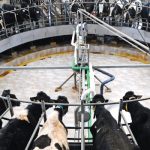 Australian dairy industry unsustainable if not globally competitive