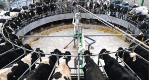 Australian dairy industry unsustainable if not globally competitive