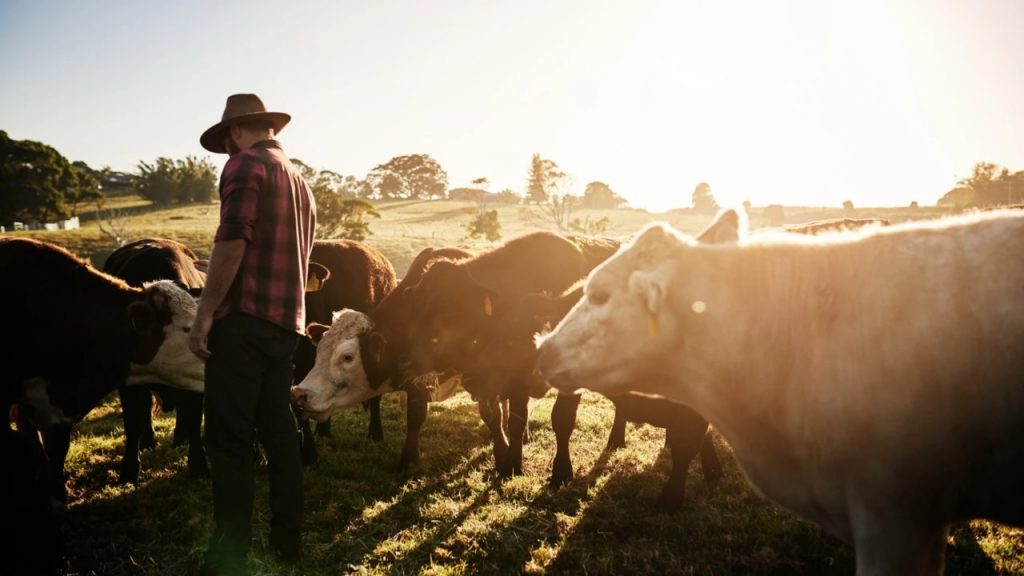 Bega chief Pete Findlay joins The Australian Ag Podcast