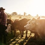 Bega chief Pete Findlay joins The Australian Ag Podcast