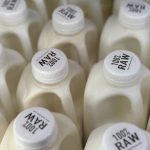 Bird Flu Hits US Dairy Cows. Raw Milk Drinkers Aren't Deterred