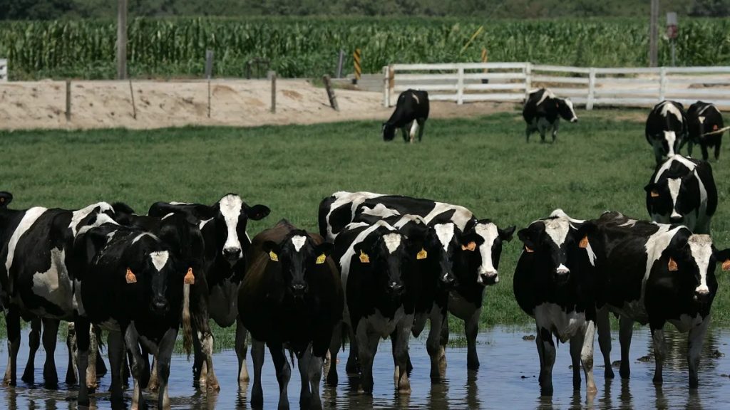 Bird flu found in beef from US dairy cow as outbreak intensifies