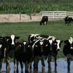 Bird flu found in beef from US dairy cow as outbreak intensifies