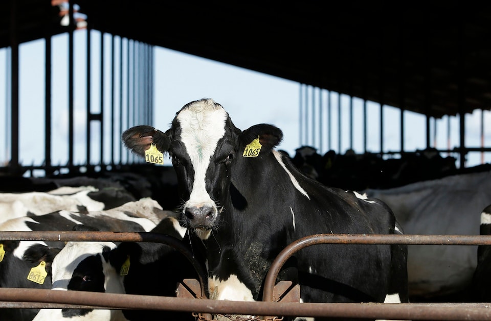 California’s ‘wellness’ devotees think raw milk infected with bird flu will ‘boost immunity1