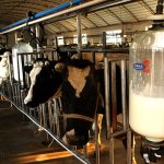 China’s Fresh Milk Supply Glut Continues Despite Tumbling Imports on High Overseas Prices