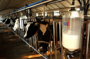 China’s Fresh Milk Supply Glut Continues Despite Tumbling Imports on High Overseas Prices