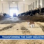 Dairy farmers launch new co-operative