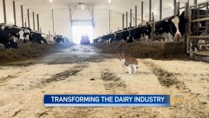 Dairy farmers launch new co-operative