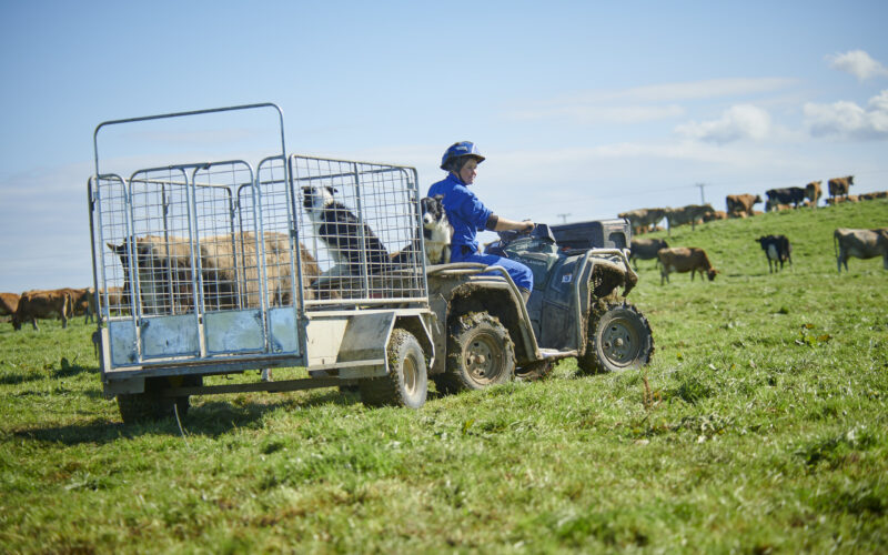 DairyNZ looks at the science of on-farm injuries