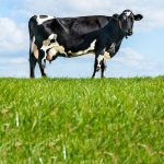 Declining milk production in northwestern Europe What are the implications for dairy companies