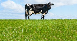 Declining milk production in northwestern Europe What are the implications for dairy companies