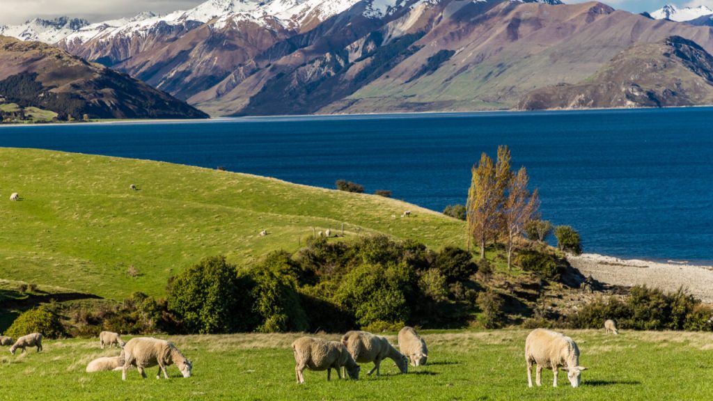 EU trade deal with New Zealand comes into force