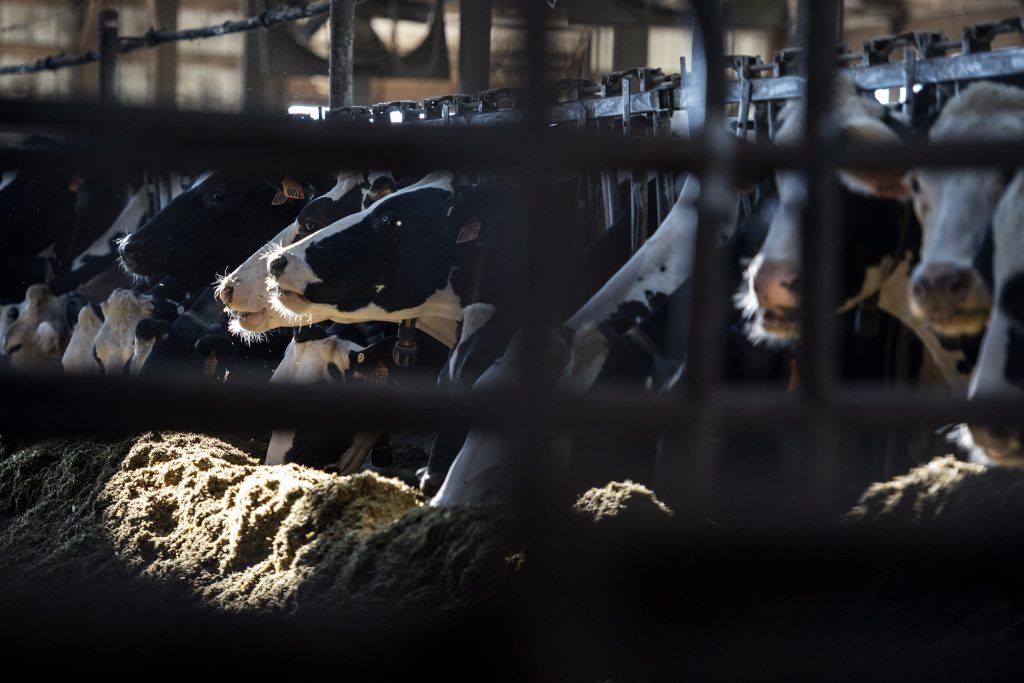 Fear over avian flu has died down for Wisconsin dairy farms. But experts warn of continued threat