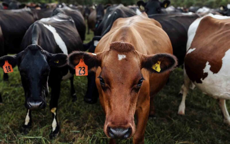 Fonterra news sours start of Aus dairy season