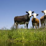 Global dairy price recovery to be slower than expected - Rabobank