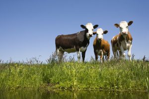 Global dairy price recovery to be slower than expected - Rabobank