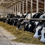 How We Saved a 600-Cow Dairy Farm in 6 months