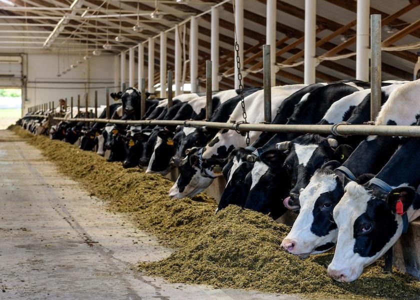 How We Saved a 600-Cow Dairy Farm in 6 months