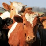 How fast is bird flu spreading in US cows