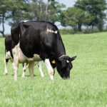 FDA. How to reduce risk of £330 head lameness in dairy cows