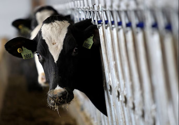 If many dairy farm workers contract H5N1, we risk a pandemic