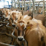 Large-scale dairy business in receivership