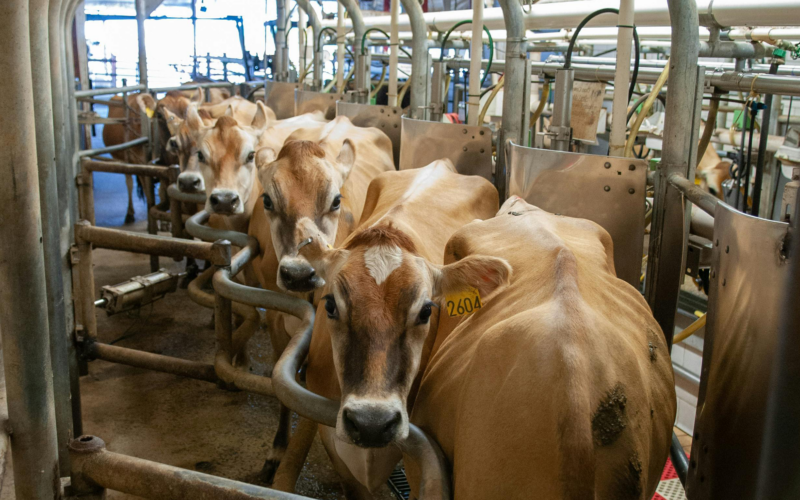 Large-scale dairy business in receivership