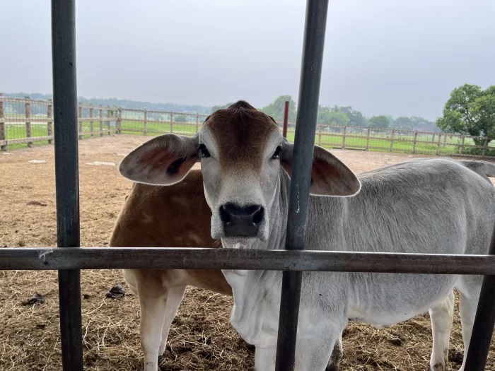 Limited testing of raw milk for bird flu leaves safety questions unanswered