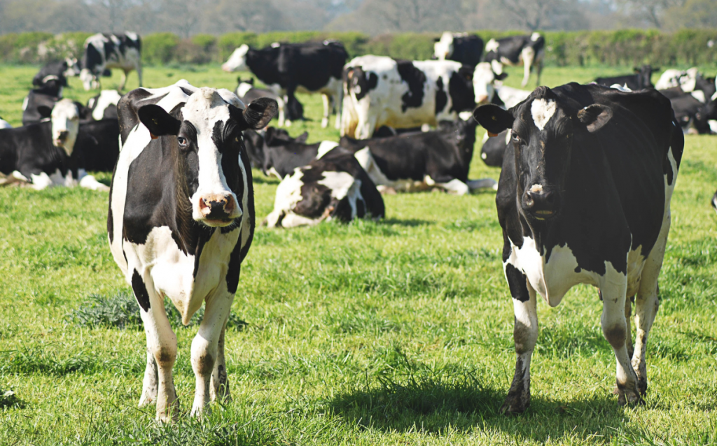 Mars launches multi-million dollar sustainable dairy plan ‘Moo’ving Dairy Forward