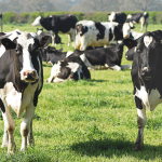 Mars launches multi-million dollar sustainable dairy plan ‘Moo’ving Dairy Forward