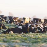 Mastitis prevention is transforming farming