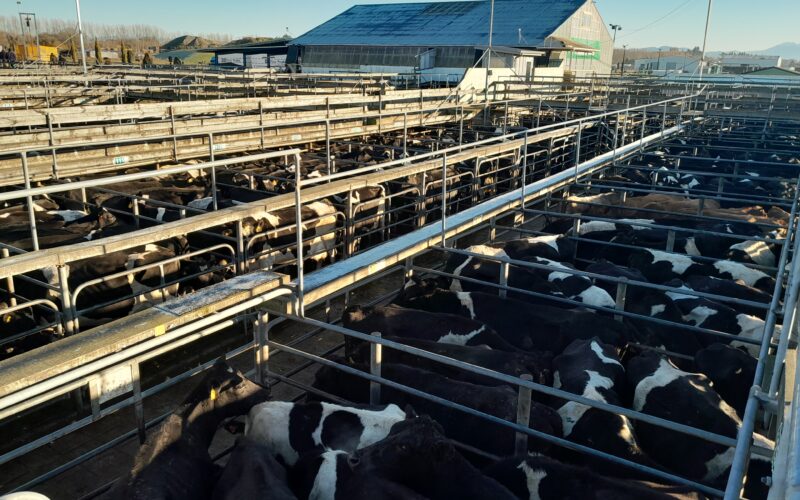 Mighty herd flows through Temuka