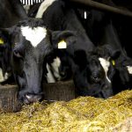 Milk Price Tracker Calls for 42cL for March supplies – ICMSA