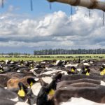 Milk price optimism for new dairy season