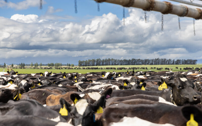 Milk price optimism for new dairy season