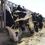 Moratorium needed on corporate farming, starting with mega-dairies