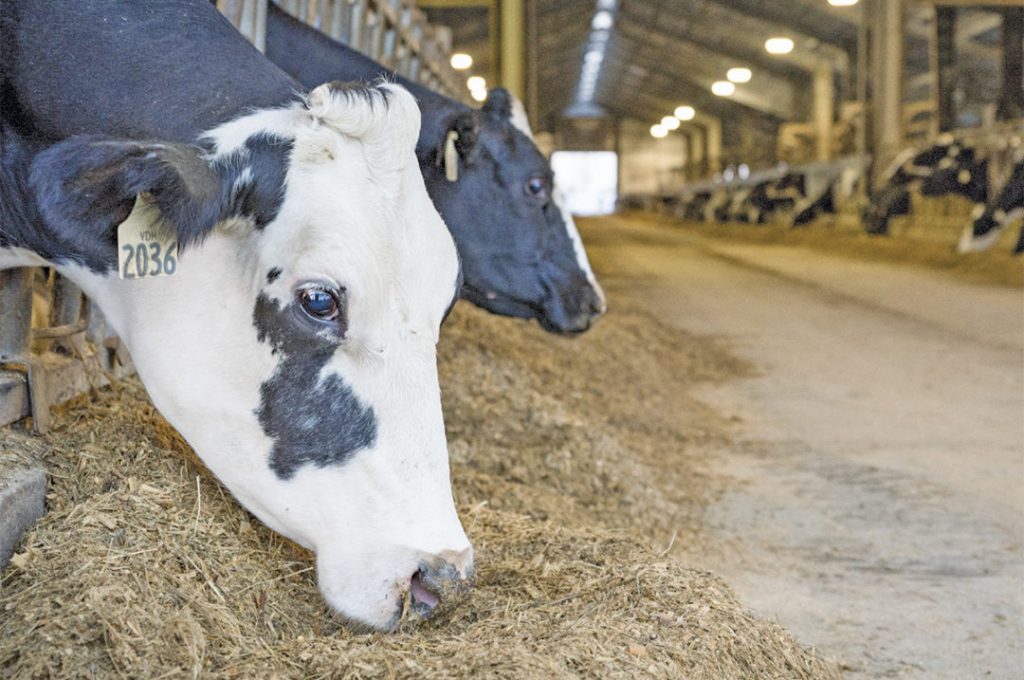 Navigating market volatility with Dairy Revenue Protection