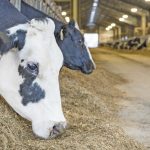 Navigating market volatility with Dairy Revenue Protection