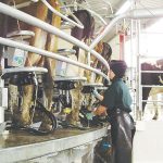 OAD milking affects protein content