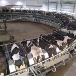 OPTIMISM REMAINS FOR DAIRY PRICES