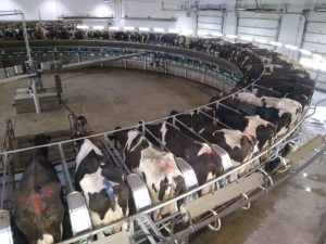 OPTIMISM REMAINS FOR DAIRY PRICES