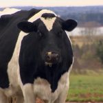 P.E.I. milk being tested for avian influenza as precautions ramp up