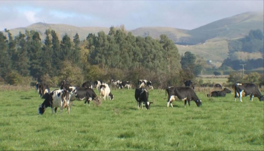 Scientists find new way to make cow's milk substitute, could have radical effect on New Zealand's dairy industry