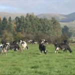 Scientists find new way to make cow's milk substitute, could have radical effect on New Zealand's dairy industry