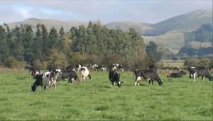 Scientists find new way to make cow's milk substitute, could have radical effect on New Zealand's dairy industry