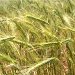 Texas Dairy Boom Spurs Soaring Demand for Local Wheat and Triticale Feed Options